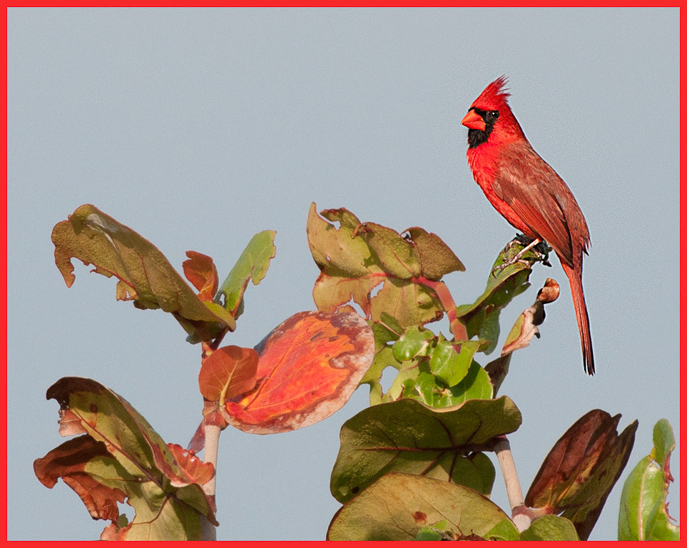 Northern Cardinal