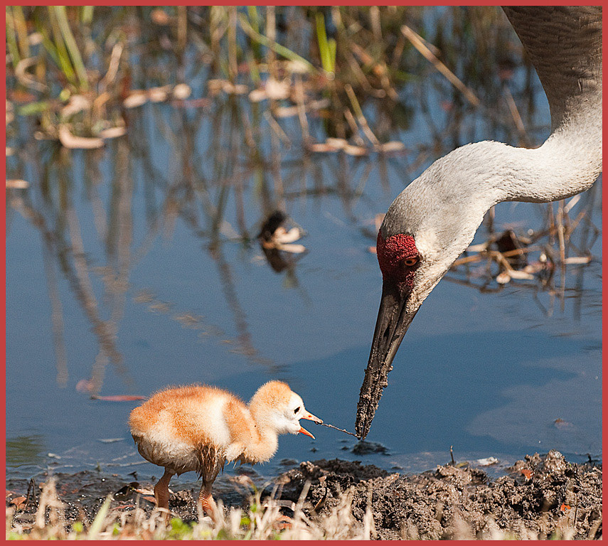 Sandhills Chick with Mom