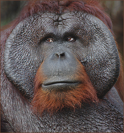 16-Rango the Orangutan