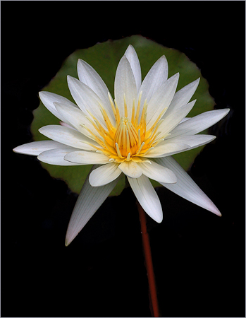 17-White Water Lily