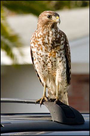 Hawk on Car