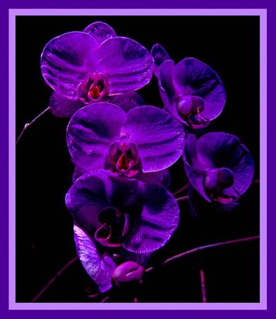 Purple Orchids