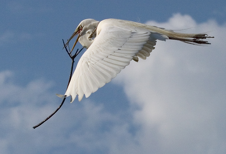 Egret With Curved Stick