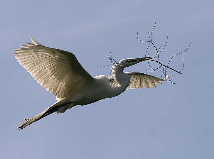 Egret-With-Wood