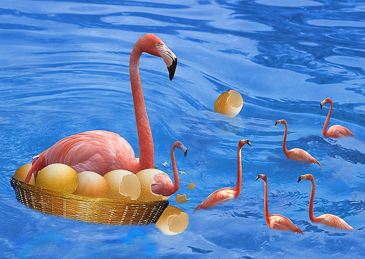 Flamingo Hatchlings