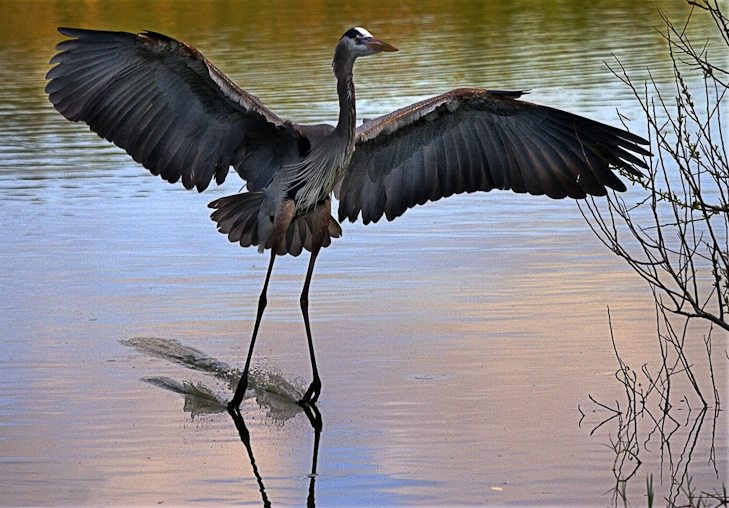 Heron Water Landing