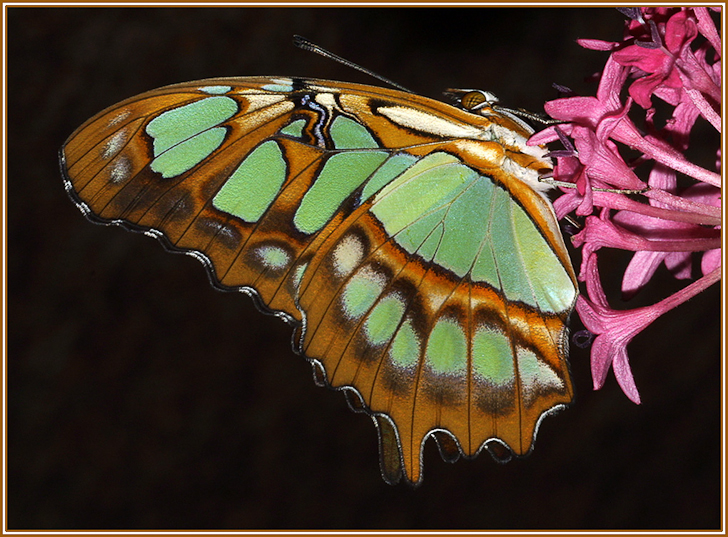 Malachite on Flower