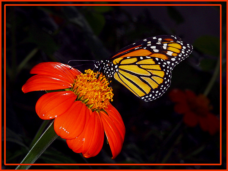 Monarch_2625