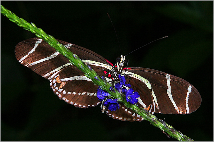 Zebra-Butterfly-02