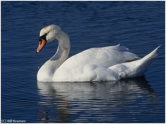 Missing Image: i_0029.jpg - Mute Swan