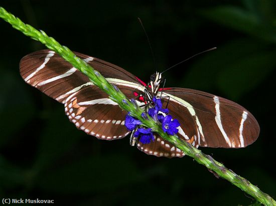 Missing Image: i_0006.jpg - Zebra Butterfly