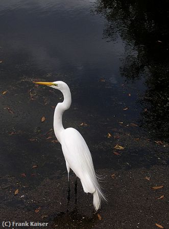 Missing Image: i_0036.jpg - Great Day to be an Egret