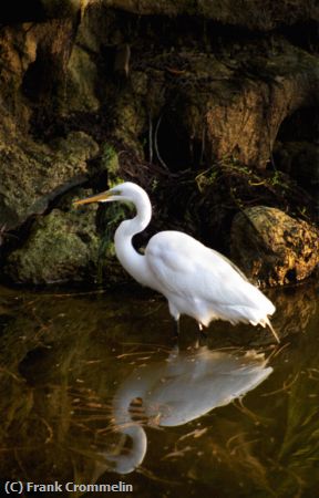 Missing Image: i_0037.jpg - Great White Egret
