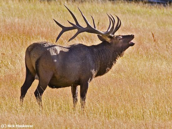 Missing Image: i_0045.jpg - The Bugling Bull Elk