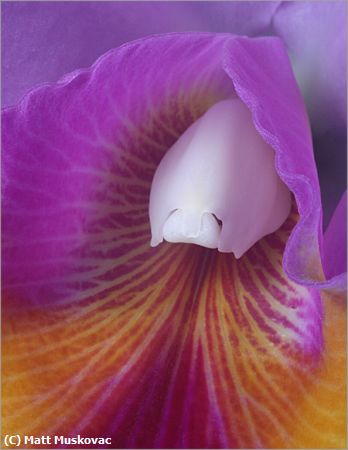 Missing Image: i_0012.jpg - Orchid Closeup