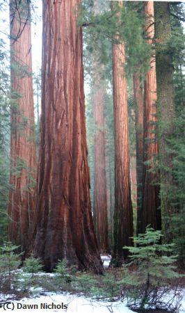 Missing Image: i_0023.jpg - Sequoias