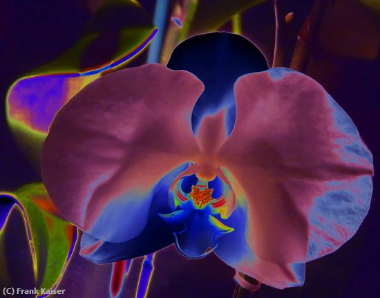 Missing Image: i_0046.jpg - Moon Orchid