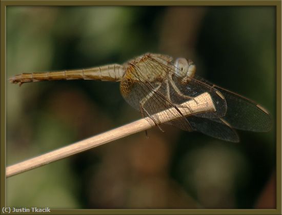 Missing Image: i_0025.jpg - Dragonfly