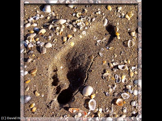Missing Image: i_0005.jpg - Footprint and Shells