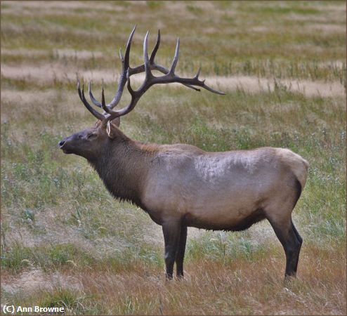 Missing Image: i_0023.jpg - Portrait of a bull elk