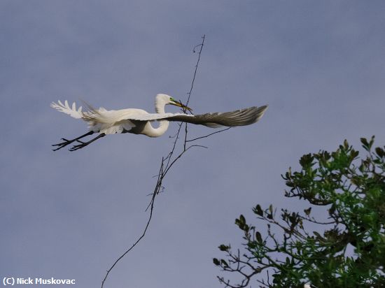 Missing Image: i_0025.jpg - Egret with Long twig