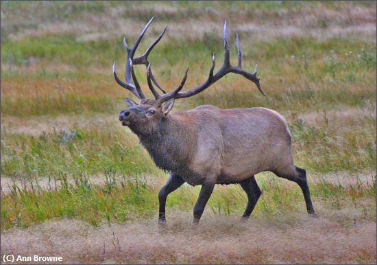 Missing Image: i_0043.jpg - Bull Elk on the move