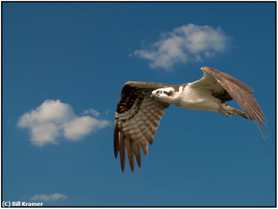 Missing Image: i_0045.jpg - Flying Osprey