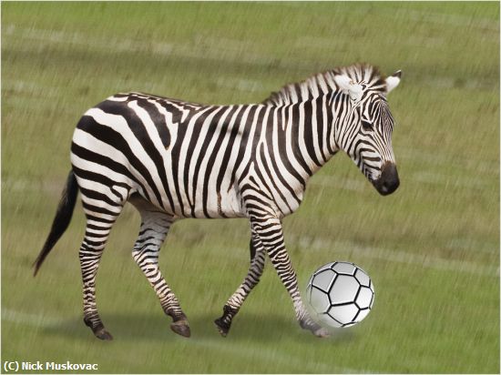 Missing Image: i_0041.jpg - World Cup Zebra