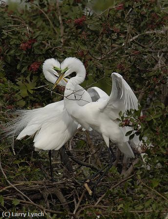 Missing Image: i_0017.jpg - Great Egrets Building Nest