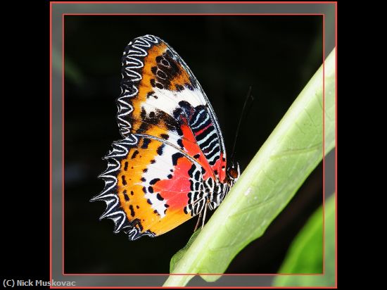 Missing Image: i_0026.jpg - Lacewing Butterfly