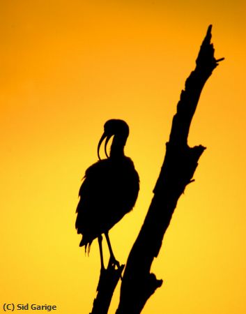 Missing Image: i_0028.jpg - Ibis at sunset