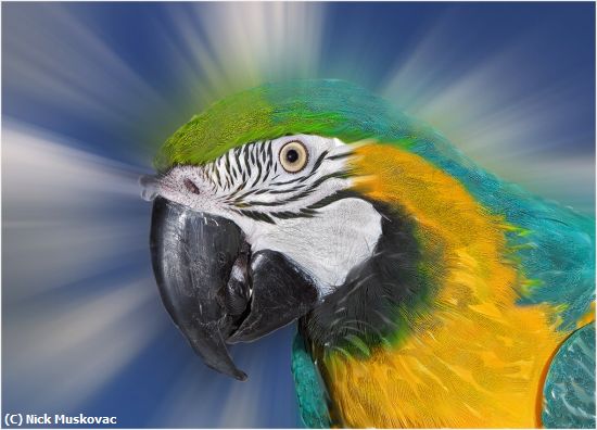 Missing Image: i_0041.jpg - Parrot Portrait