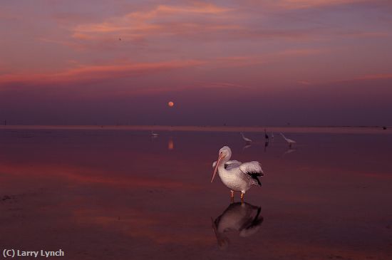 Missing Image: i_0047.jpg - White Pelican at Moonrise