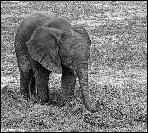 Missing Image: i_0005.jpg - Baby Elephant