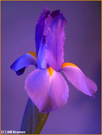 Missing Image: i_0010.jpg - Dwarf Iris