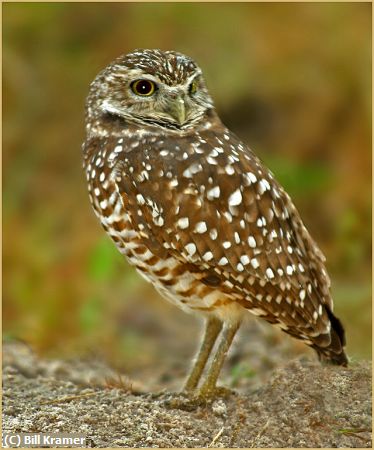 Missing Image: i_0025.jpg - Burrowing Owl
