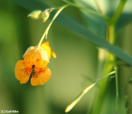Missing Image: i_0027.jpg - Bee in flower