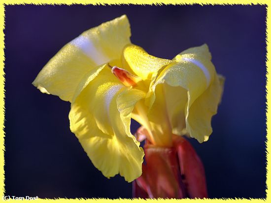 Missing Image: i_0001.jpg - Yellow Lily