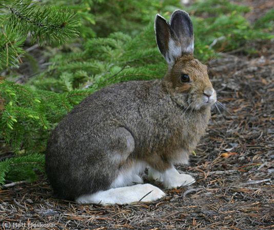 Missing Image: i_0009.jpg - Snowshoe Hare