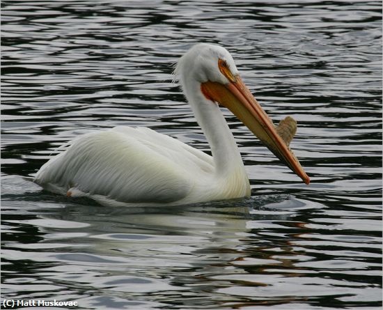 Missing Image: i_0027.jpg - White Pelican
