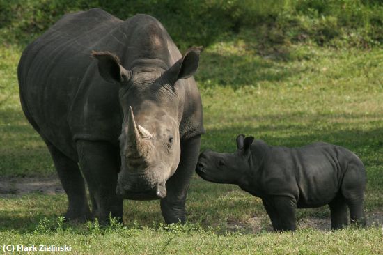 Missing Image: i_0005.jpg - Mother and Baby Rhino