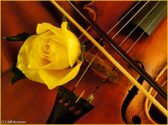 Missing Image: i_0015.jpg - Violin and Rose