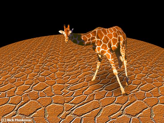 Missing Image: i_0048.jpg - Giraffe skin rug