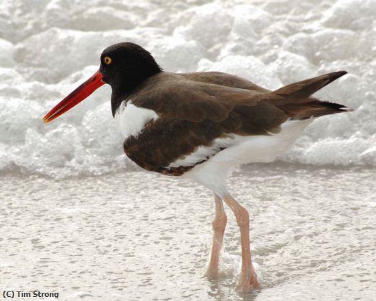Missing Image: i_0015.jpg - Oystercatcher in the Surf