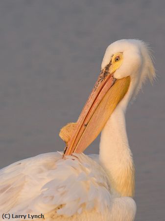 Missing Image: i_0016.jpg - American White Pelican