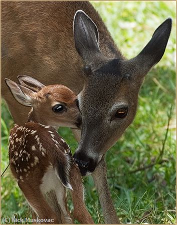 Missing Image: i_0031.jpg - Deer and Fawn
