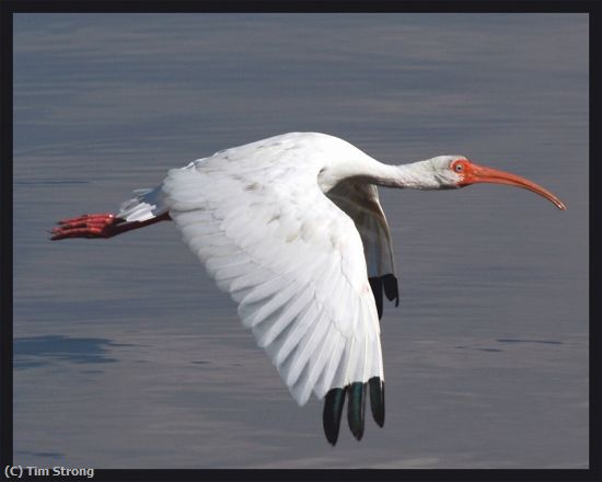 Missing Image: i_0047.jpg - White Ibis in Flight