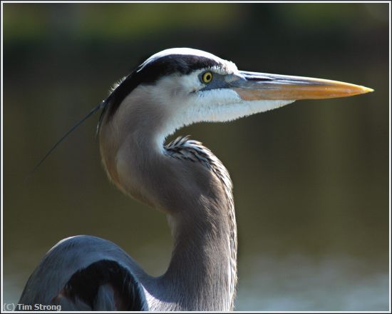 Missing Image: i_0005.jpg - Great Blue Heron Profile
