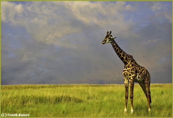Missing Image: i_0022.jpg - Maasai-Giraffe,-Kenya