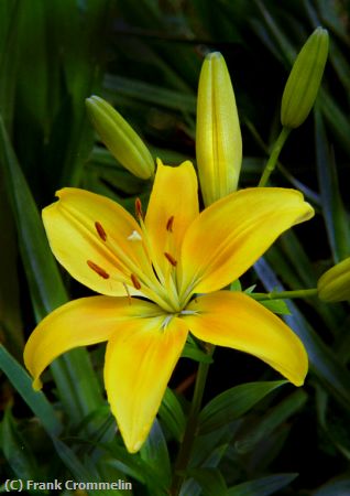 Missing Image: i_0049.jpg - Yellow-Lily